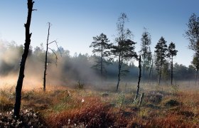 Foggy mood in the Heidenreichstein moor, &copy; Wolfgang Dolak