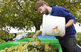 Winemaker Alexander Waberer, © Weingut Waberer