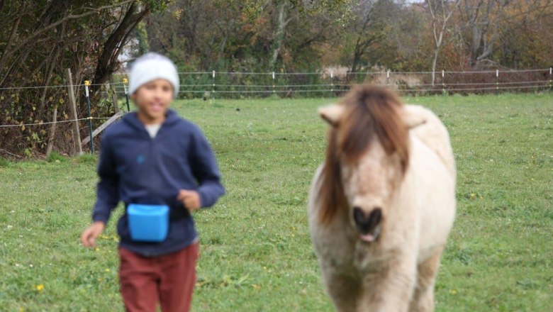 Disco Cavallo, &copy; Disco Cavallo