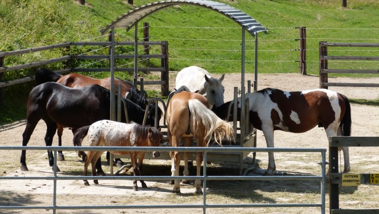 Horse stable, &copy; Pferdehof Kurzmann