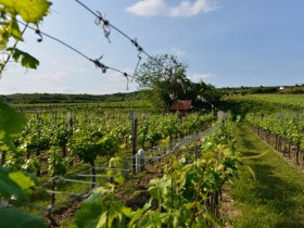 Weinreben im Wagram, &copy; Donau Nieder&ouml;sterreich - Kamptal-Wagram-Tullner Donauraum