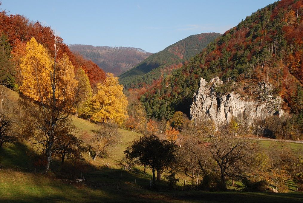 A bécsi-erdő
