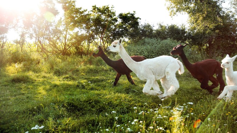 Alpacas, &copy; Weinfranz