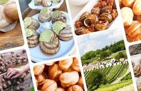 Weinviertel vineyard snail, &copy; Weinviertler Weinbergschnecke