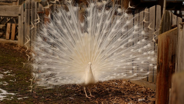white peacock, &copy; Keltendorf Schwarzenbach