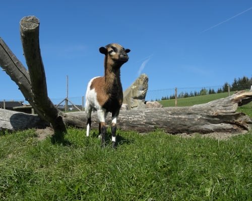 Kamerun Sheki juh, &copy; Familie Schweighuber