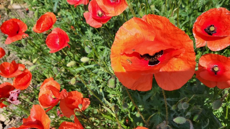 poppy luna women's project, &copy; LUNA Frauenprojekt