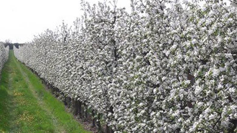 Flowering apple trees, &copy; Familie Hansi