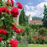 Roses in the monastery garden, &copy; Hotel Richard L&ouml;wenherz