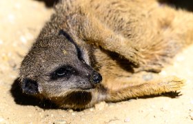 Erdmännchen liegend_c_Tierpark Stadt Haag, © Tierpark Stadt Haag