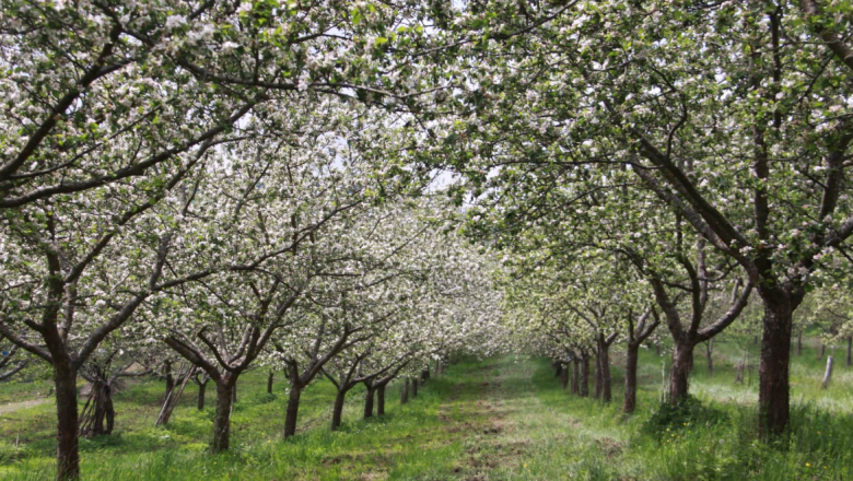 Farm sales Ertl family, &copy; Familie Ertl