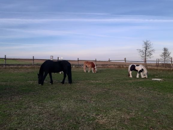 Horse hike, &copy; Sabine Strasser