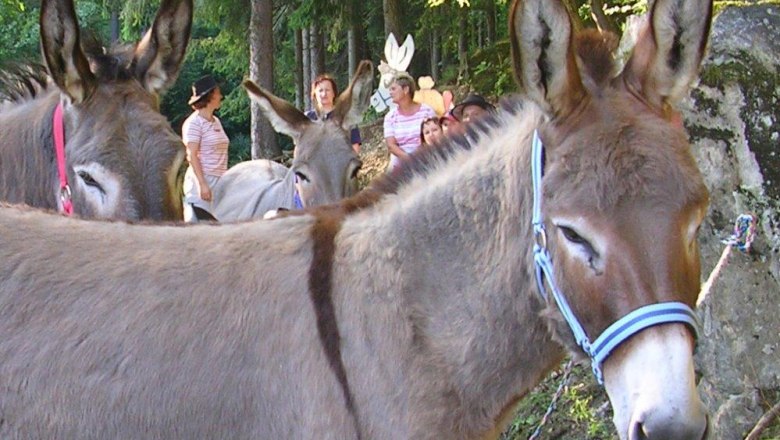 Donkey adventures with children, &copy; Anita Brunner