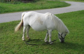 Itt legel Lilli tündérpóni!, © Erlebnishof Familie Seidl