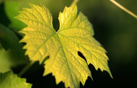 Vine leaves, &copy; Weinviertel Tourismus / Christine Wurnig