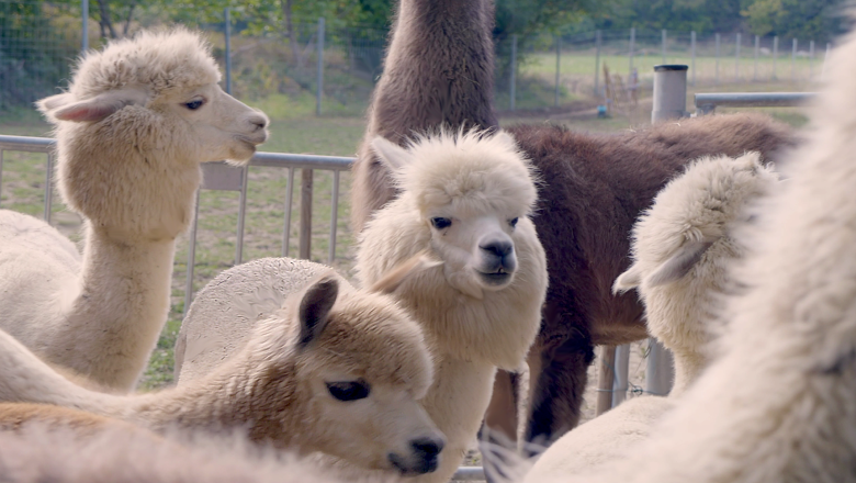 Alpaca experience in the Vienna Woods, © (c) Karina Pöschl