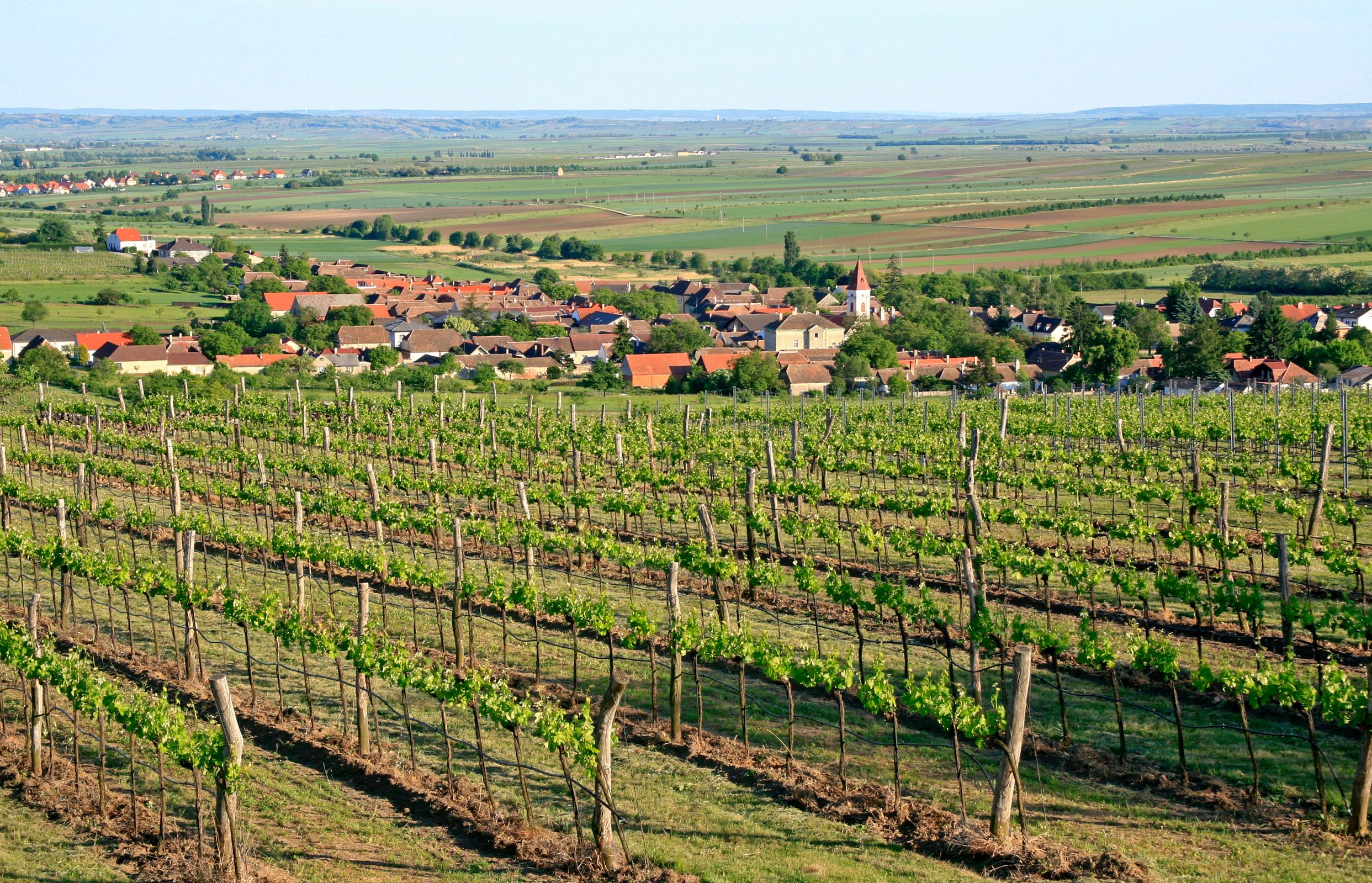 Szőlőültetvények, a háttérben a falu és a vidékre nyíló panoráma.