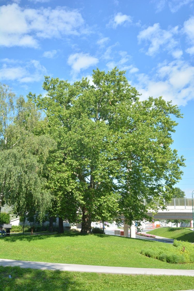 Nagy fa zöld levelekkel egy parkban, kék ég alatt.