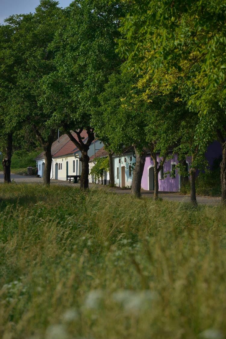 Pincesor Thal, Ottenthal, Maringer Pincészet