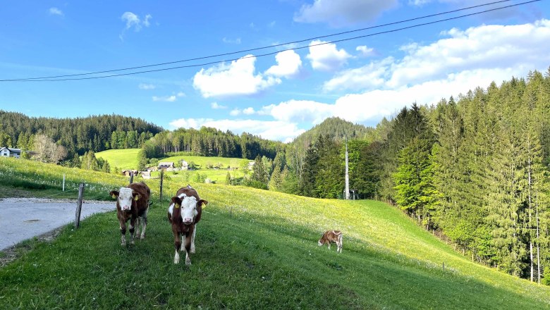 Calves on the pasture, &copy; Familie Grasberger