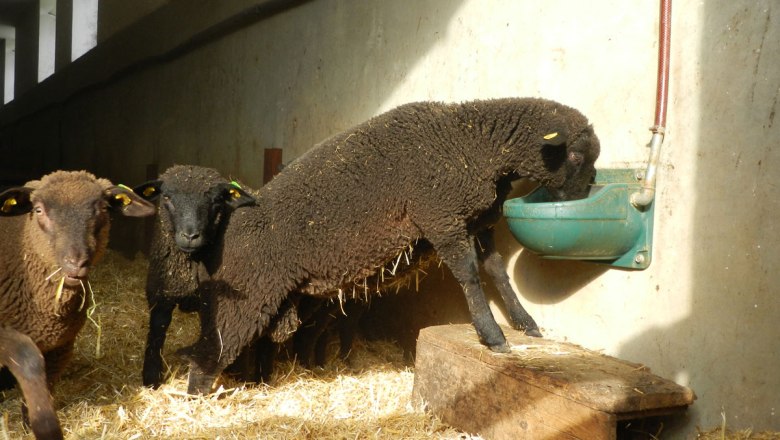 Egy szomjas mini-birka, © Einkehrhof Poggau