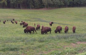 Bison meadow, © Kogelhof