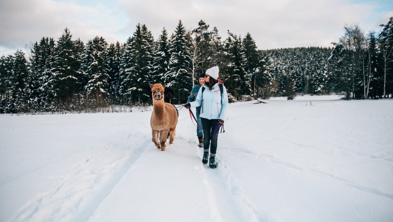 Alpaka túrázás, Waldviertel, © Waldviertel Tourismus/sommertage.com