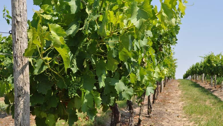 Spannberg k&ouml;rny&eacute;ki szőlő&uuml;ltetv&eacute;nyek, &copy; Gemeinde Spannberg