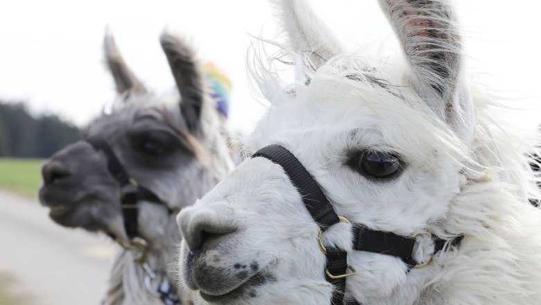 Llama and alpaca hikes, &copy; Hofstetter Ranch