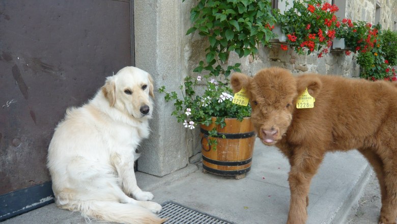 Itt még a kutya és a borjú is azt mondja &quot;Jó éjt&quot;!, © Dorferhof