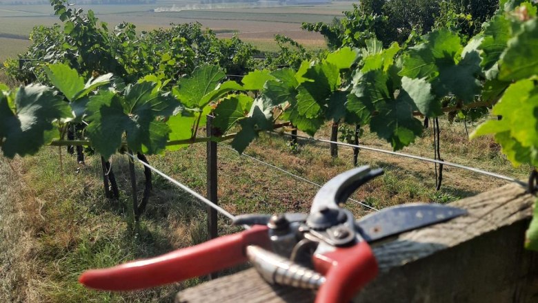 Organic farm Bauer, &copy; Bauer Biohof