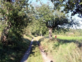 ein wundersch&ouml;ner Hohlweg mit Obstbaumallee, &copy; Gemeinde Jaidhof