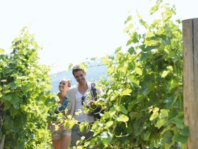 Wandern durch die Weing&auml;rten des Kremstales, &copy; Wachau-Nibelungengau-Kremstal