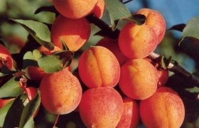 Kittsee apricots, &copy; Marktgemeinde Kittsee