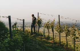 Allram Winery, &copy; Hasselblad X1D