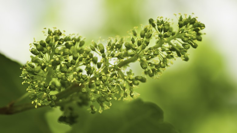 Grapevine in spring, © Rita Newman