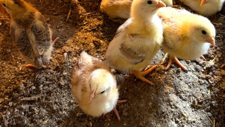 Chicks, © Höbarten