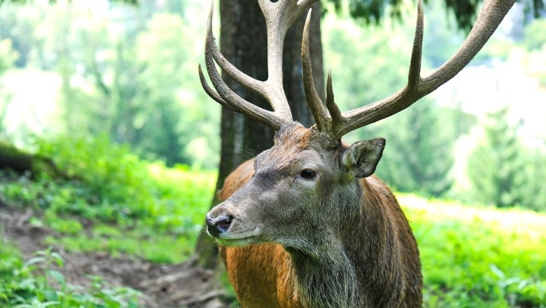 Summer in the Falkenstein Nature Park, Schwarzau im Gebirge, © Naturparke Niederösterreich/Robert Herbst