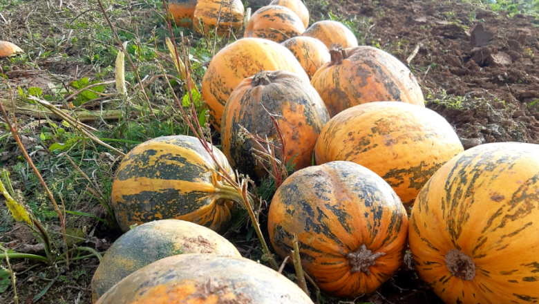 Farm sale Harasleben family, &copy; Familie Harasleben