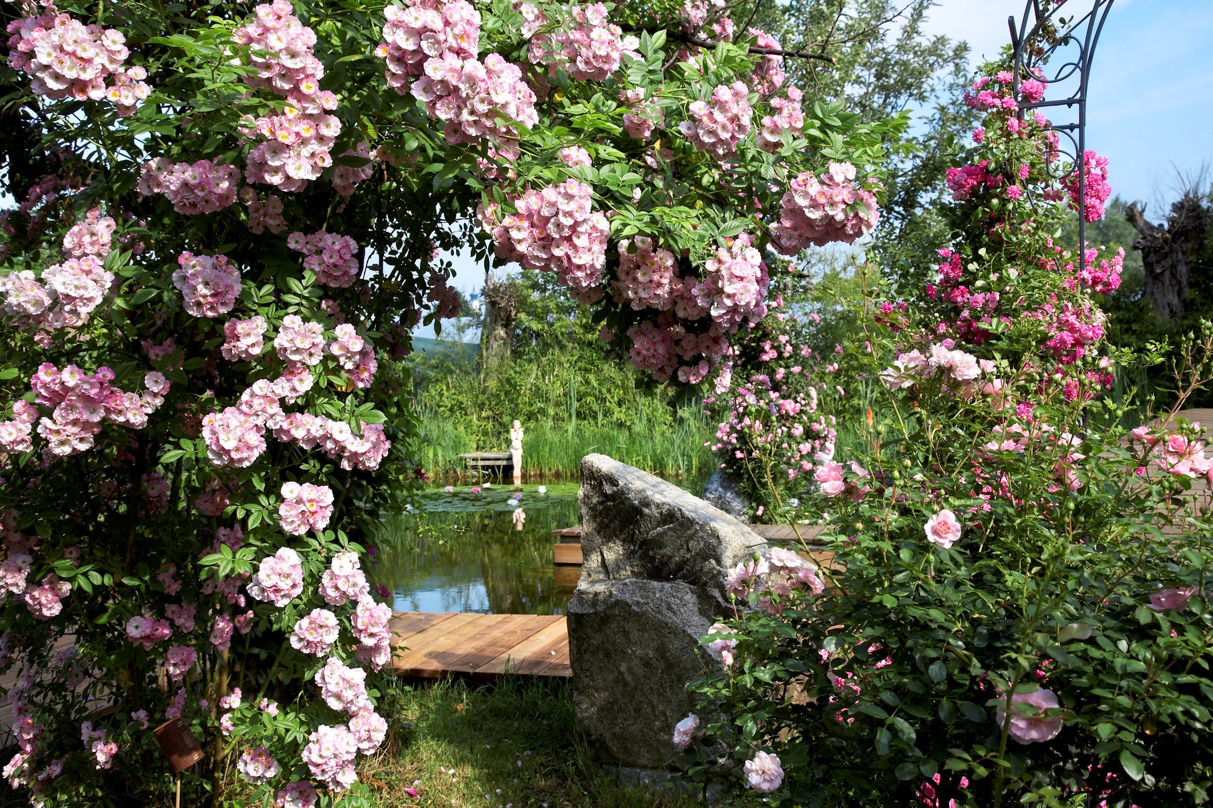 Idilli kert rózsaszín virágzó rózsabokrokkal, tavacskával és egy fapaddal a háttérben.