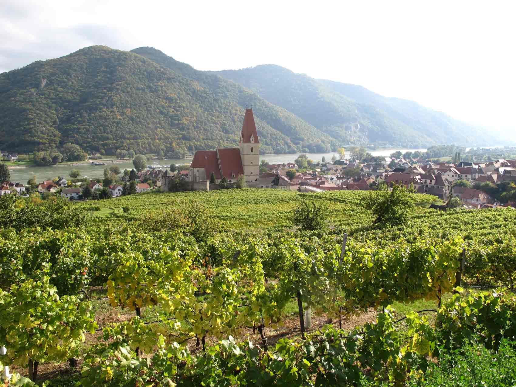 Weißenkirchen in der Wachau látképe szőlőskertekkel és templommal az előtérben.