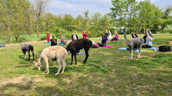 Alpacák legelésznek a szabadban jógázó emberek mellett.
