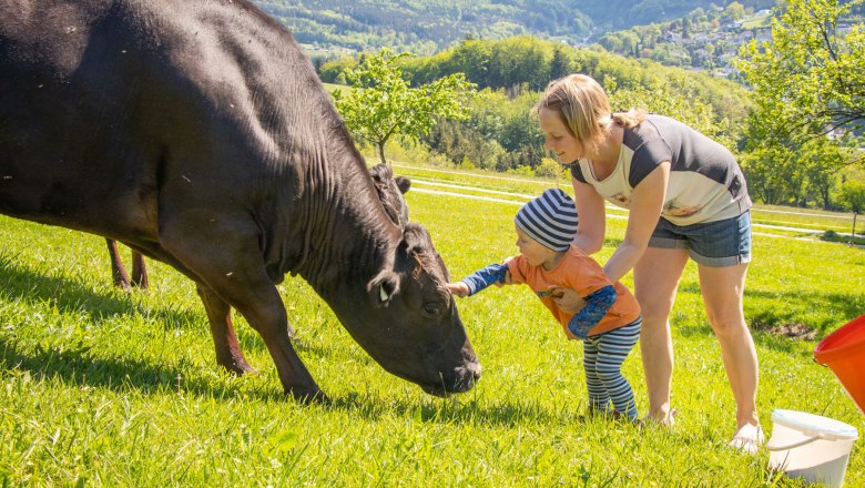 Wagyu cattle from Biohof Zillach, &copy; Friedrich Huber