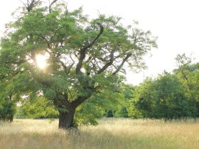 Gro&szlig;er Orther Rundwanderweg, &copy; Donau Nieder&ouml;sterreich - R&ouml;merland Carnuntum-Marchfeld