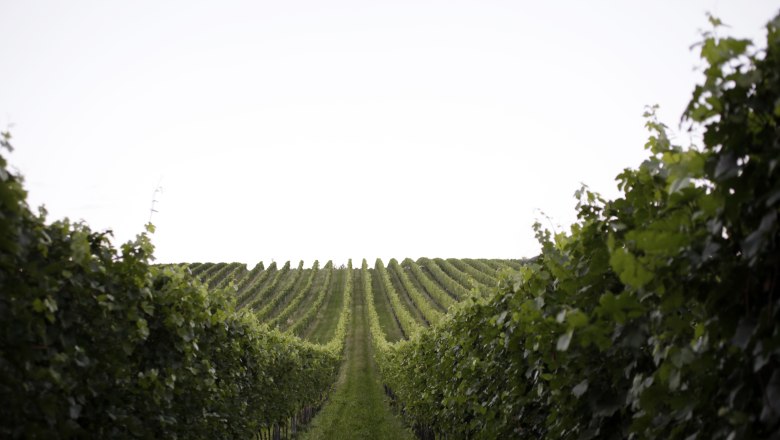 Weingartenzeile, &copy; Weinviertel Tourismus / Christine Wurnig