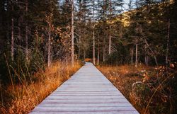Ein malerischer Holzsteg schlängelt sich durch die goldenen Wiesen und die majestätischen Bäume des Hochmoors. Die sanfte Brise trägt den Duft von frischem Moos und herbstlichen Blättern, während die warmen Sonnenstrahlen die Landschaft in ein goldenes Licht tauchen.