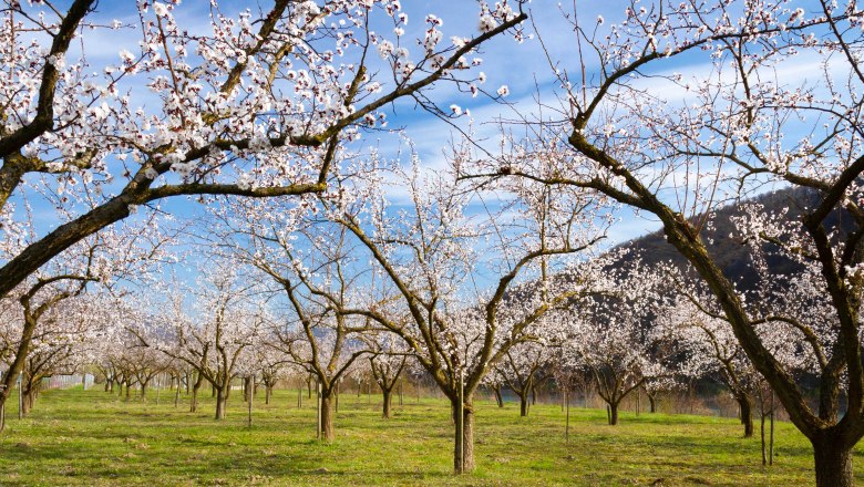 Blooming apricot trees in the Wachau, &copy; Donau N&Ouml;_Barbara Elser
