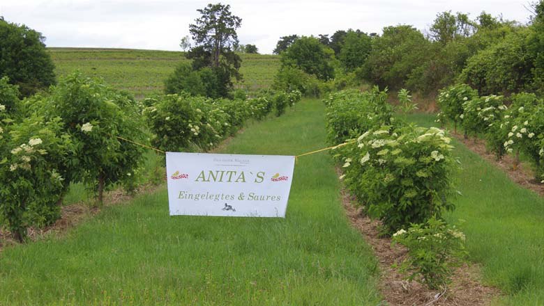 Elderberry bushes, &copy; Familie Zeilinger-Wagner