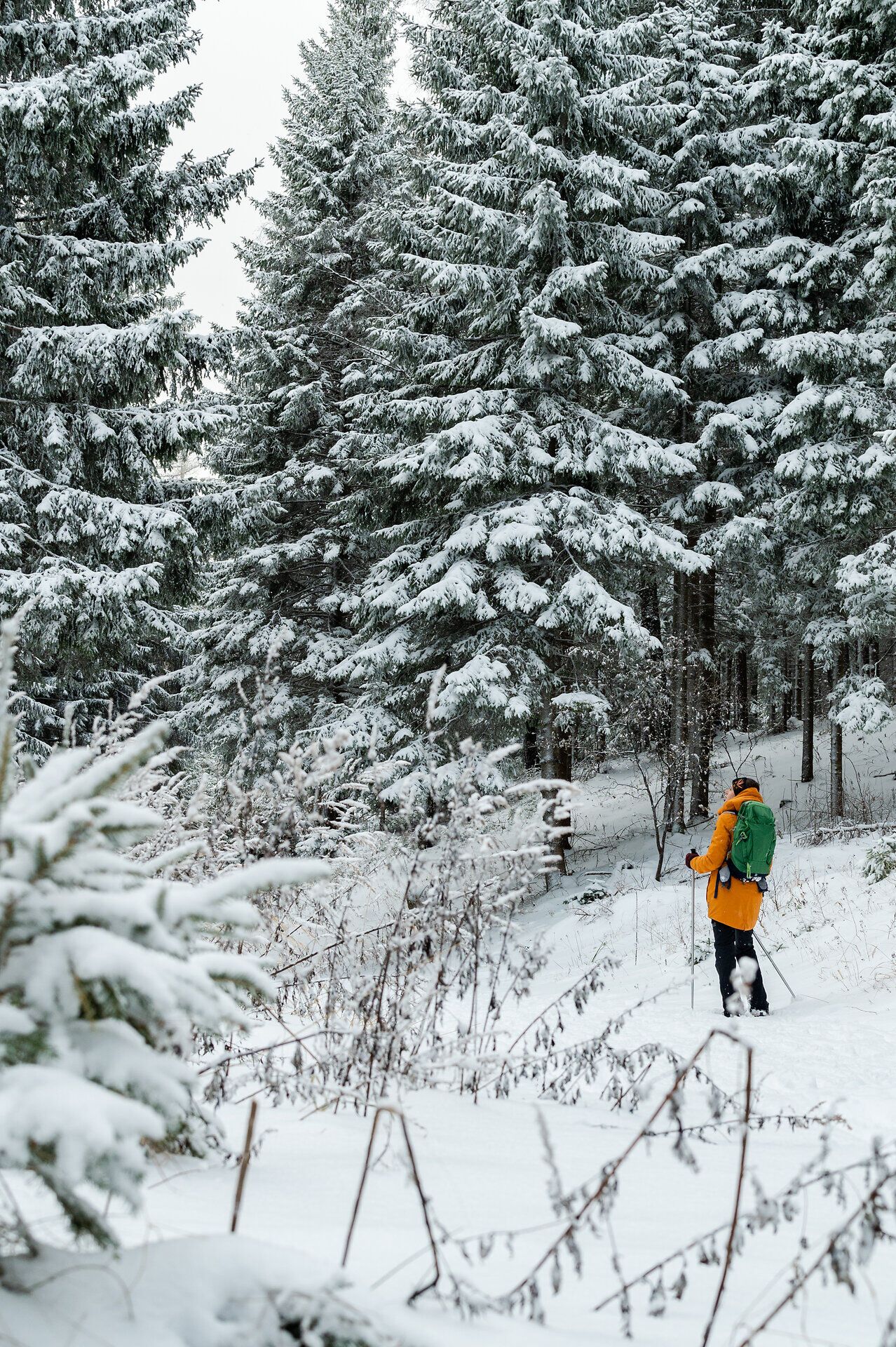 In der verschneiten Winterlandschaft der Buckligen Welt gleitet ein Wanderer mit Schneeschuhen durch den glitzernden Schnee. Die majestätischen Fichten umrahmen den Weg und schaffen eine friedliche Atmosphäre, die zum Verweilen einlädt. Ein unvergessliches Erlebnis inmitten der Wiener Alpen.