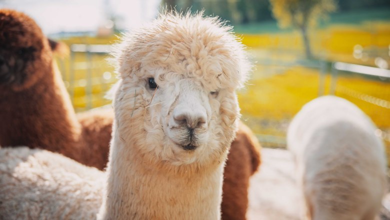 White Alapaka, &copy; Donaublickalpakas